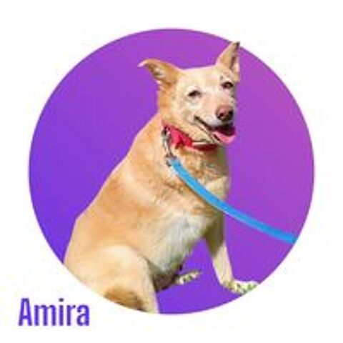    Mira, un Amour à l'adoption 