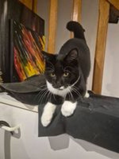   Mozart, chat noir et blanc à adopter 
