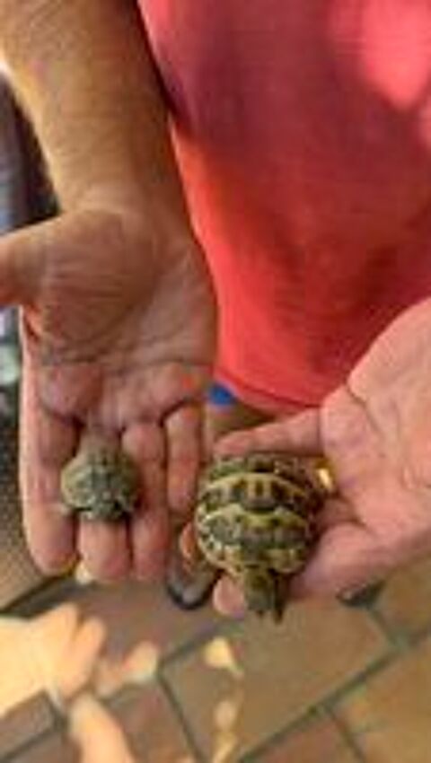   Tortues terrestres (nées en aout 2026) 