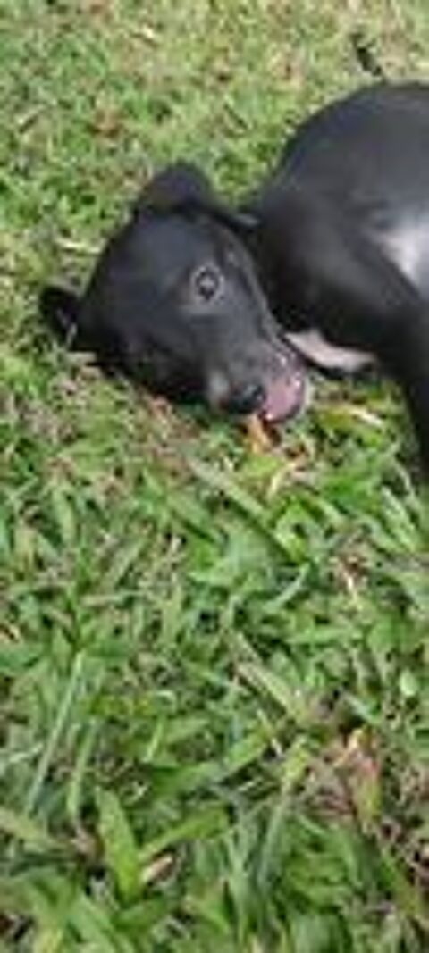   Belko, mle X berger, n le 26/09/2025 🐶 