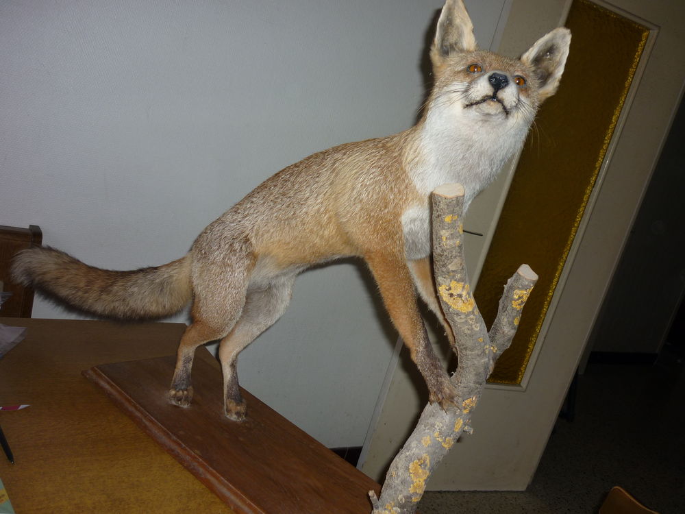 RENARD NATURALISE Décoration