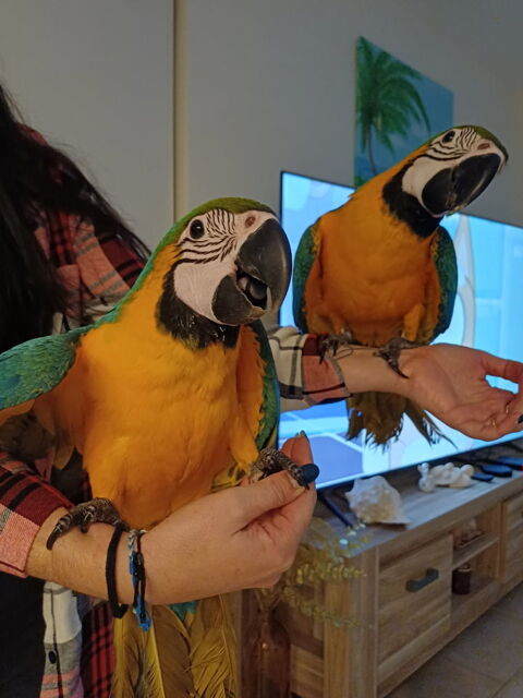 Perroquets Ara ararauna  1500 71580 Beaurepaire-en-bresse