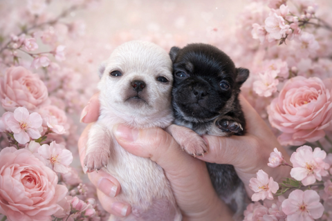 Chiots chihuahua 900 33730 Pr�chac