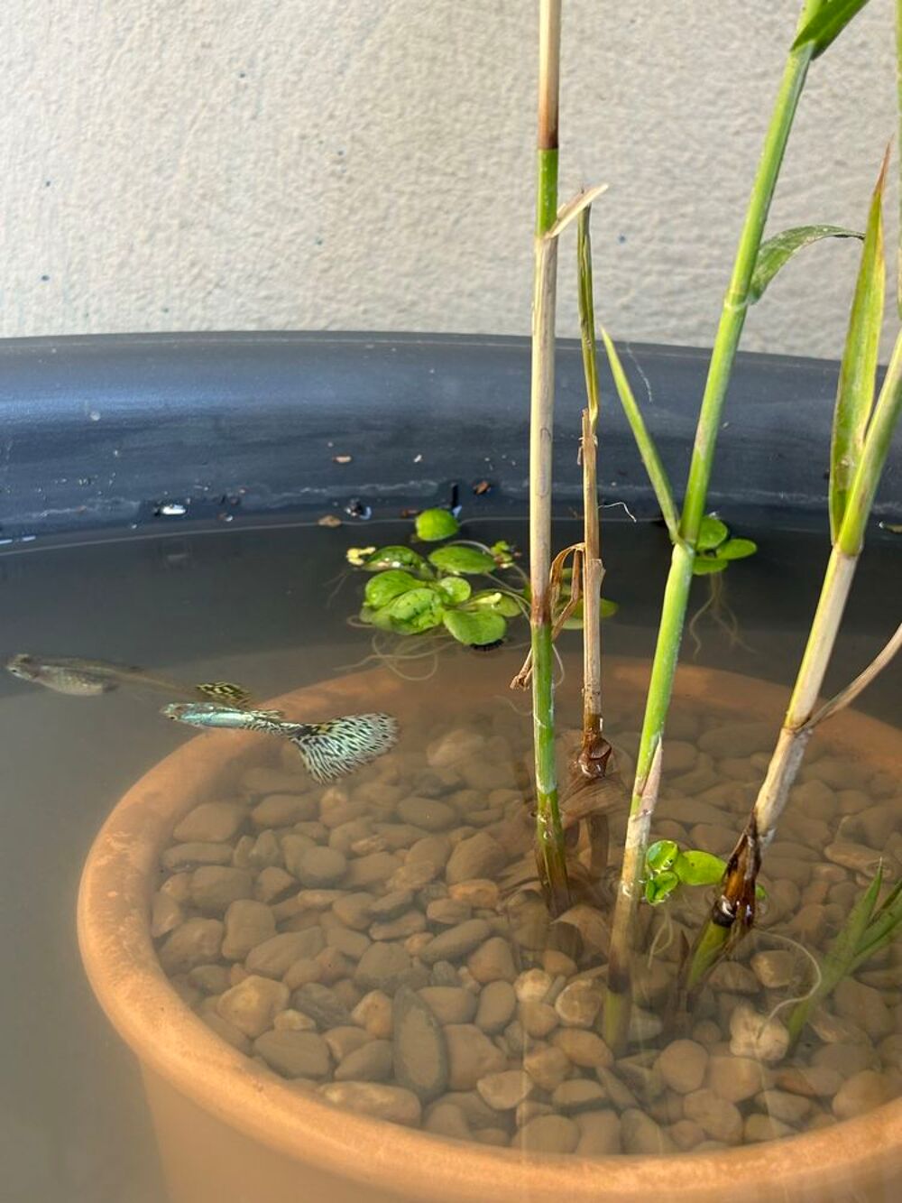 Alevins Guppys Jardin