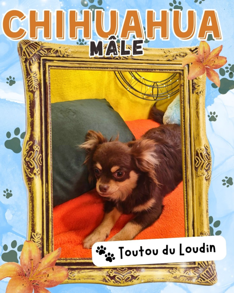 Chiot chihuahua m&acirc;le poils longs 450 18140 Précy