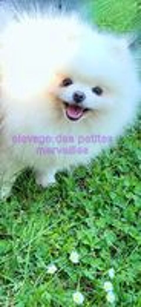   Magnifique spitz nain pomeranien LOF disponible pour saillie 