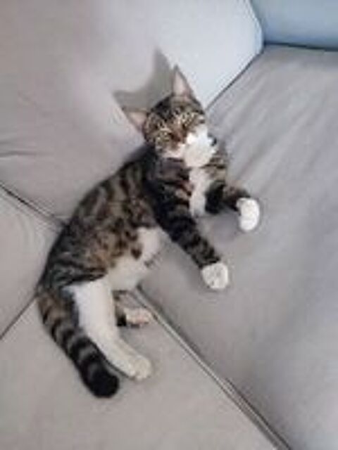   Milly une gentille jeune chatte joueuse et affectueuse. 