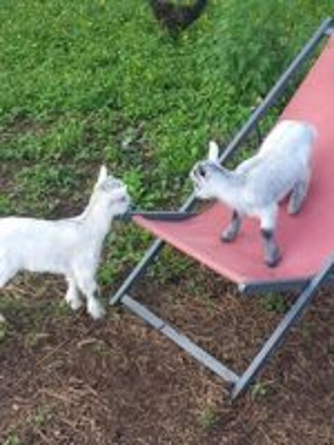   2 Chèvres miniatures  