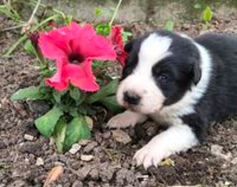   Beaux chiots border collie 
