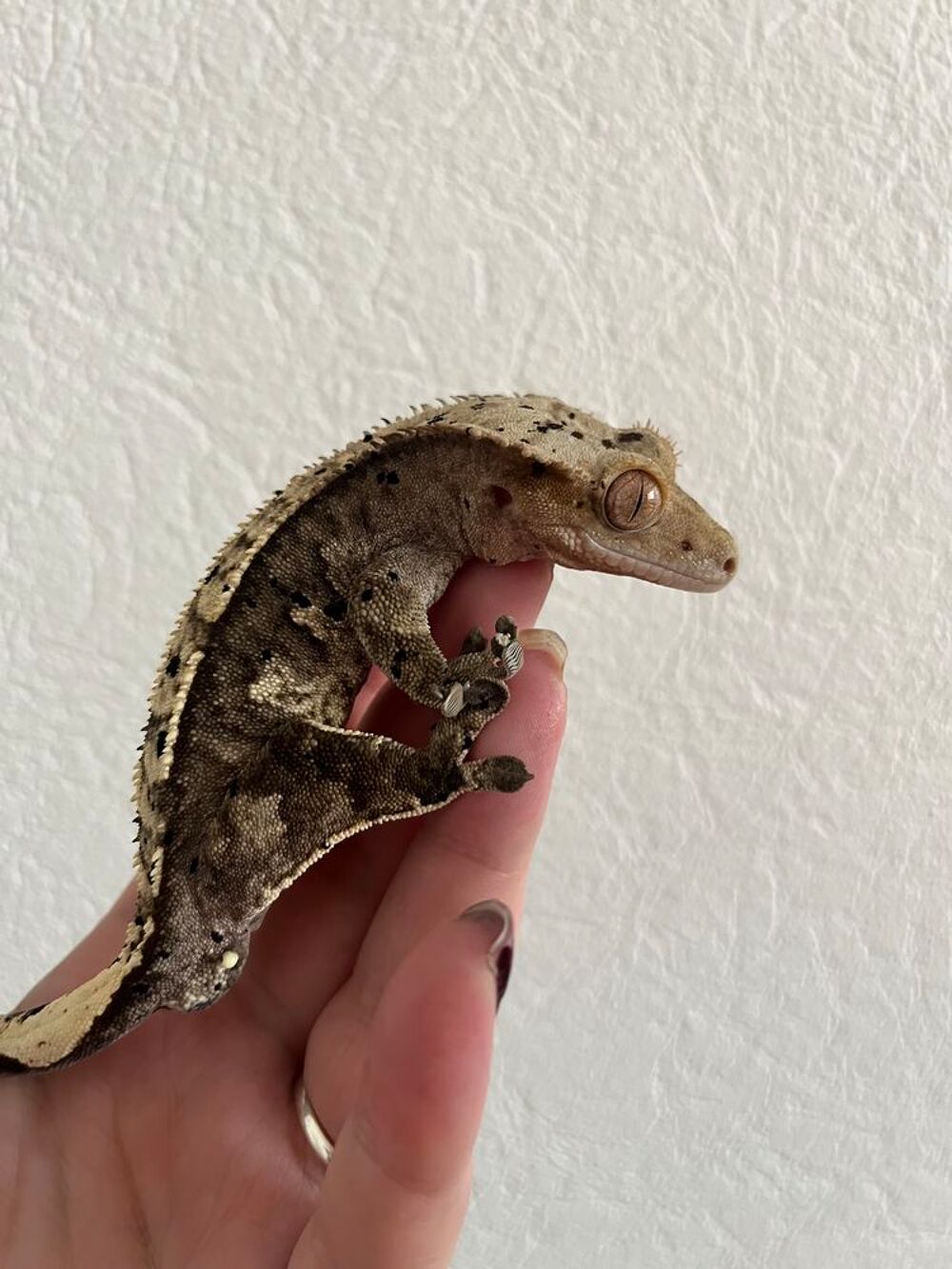   gecko  crte  