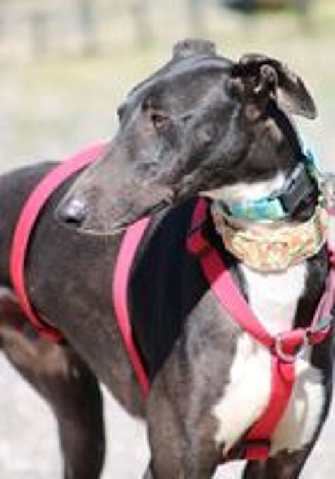   HARRISON, beau galgo noir au poitrail blanc 