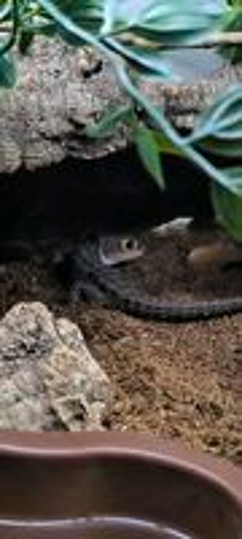   Lézard femelle 