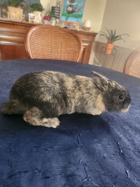 Lapine 25 68560 Hirsingue