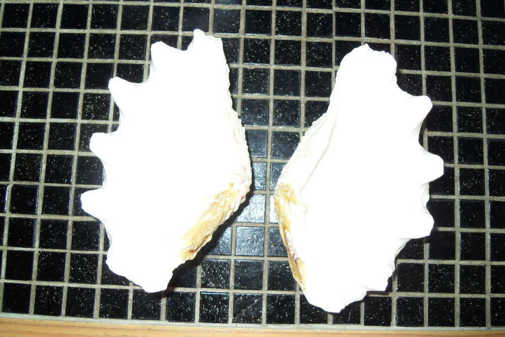 Coquillages 