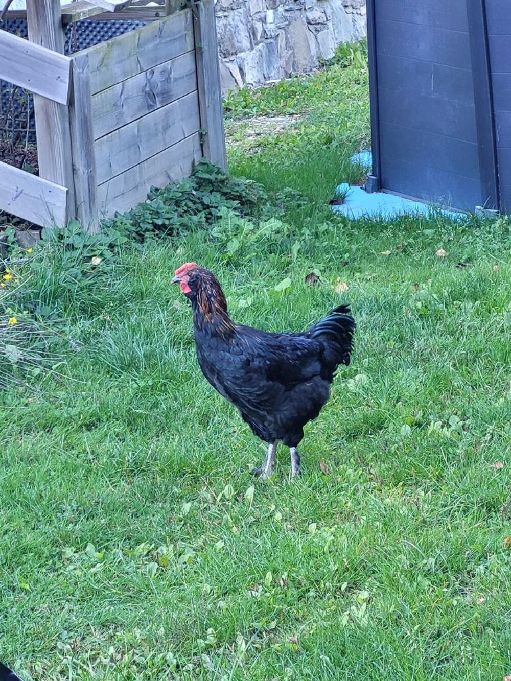   Vent jeune coq 5 mois  