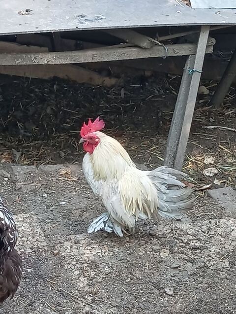 Jeune coq nain sabelpoot porcelaine isabelle 15 42800 Rive-de-gier
