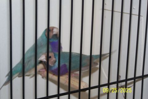 DISPONIBLE  MALE SEUL. 0 62730 Marck