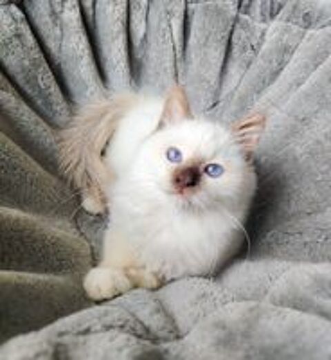   Magnifique chaton sacré de Birmanie loof  