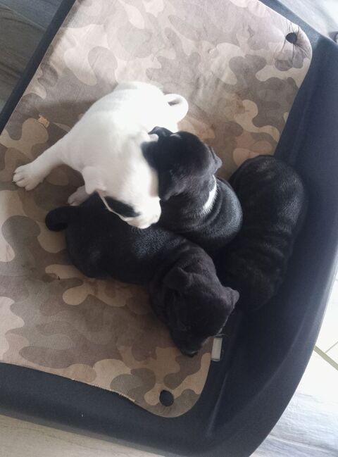 Chiots staffie 79350 Amailloux