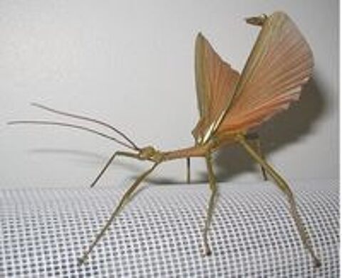  Phasmes g�ants des cara�bes (Diapherodes gigantea) 