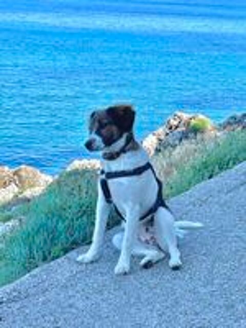   ? Polpetta cherche sa famille pour la vie (06 ou 83) 