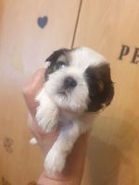   Chiots shih-tzu  
