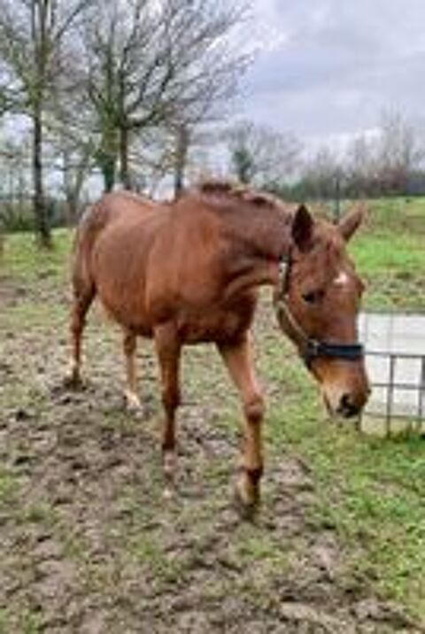  Thithia, jument pur sang � adopter 