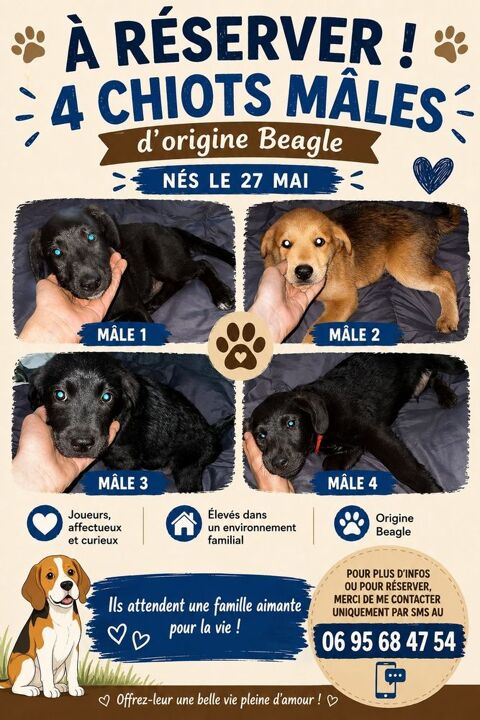 Don :  petits chiots recherche famille aimante 0 31410 Le fauga