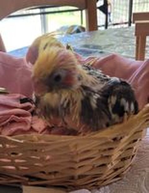   Oiseau perruche calopsitte EAM  