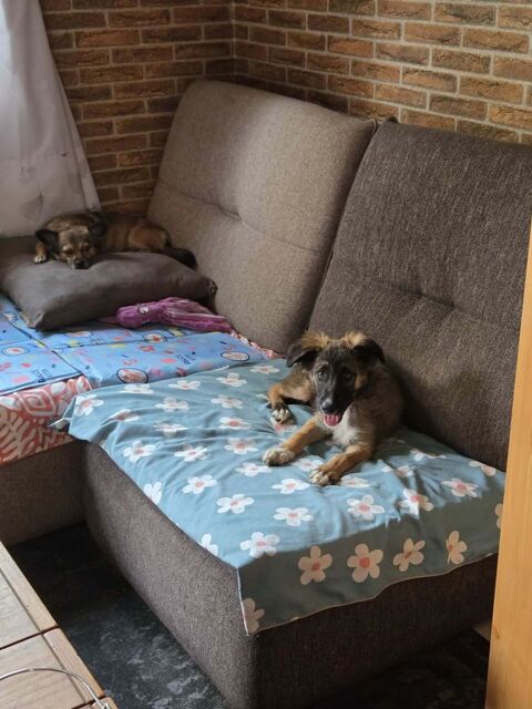 Scorpion &agrave; l'adoption 331 94110 Arcueil