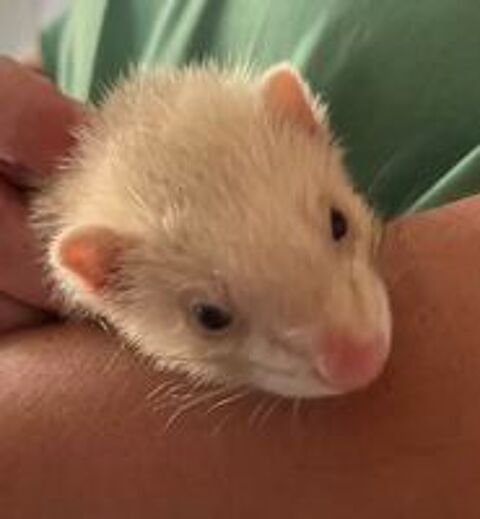   bébé furet 