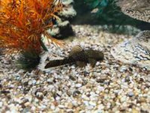   Ancistrus et guppy 