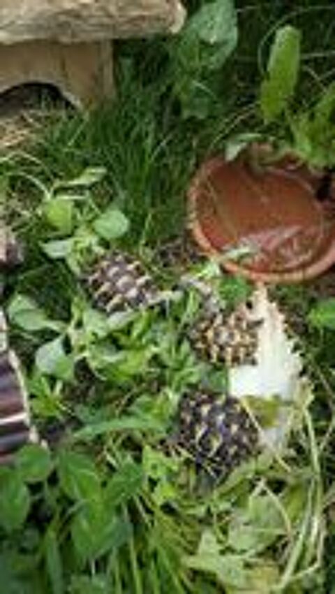   Tortue 