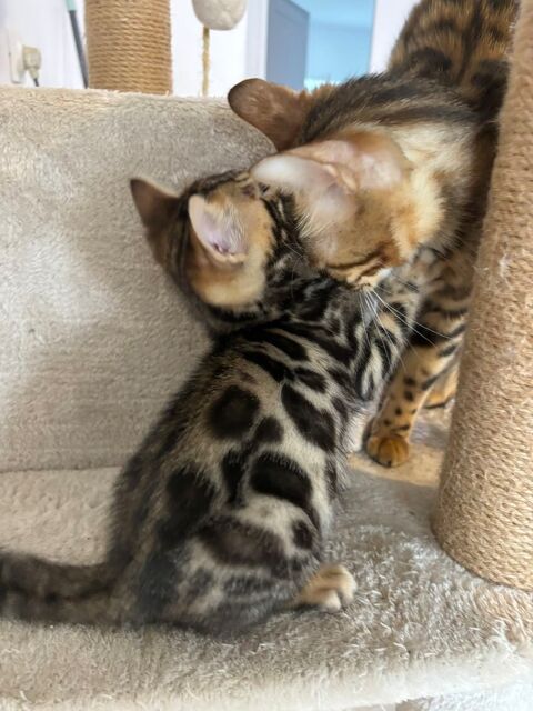Chaton loof Bengal 1400 63300 Thiers