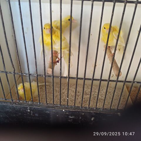 Canaris frisés  70 77400 Saint-thibault-des-vignes