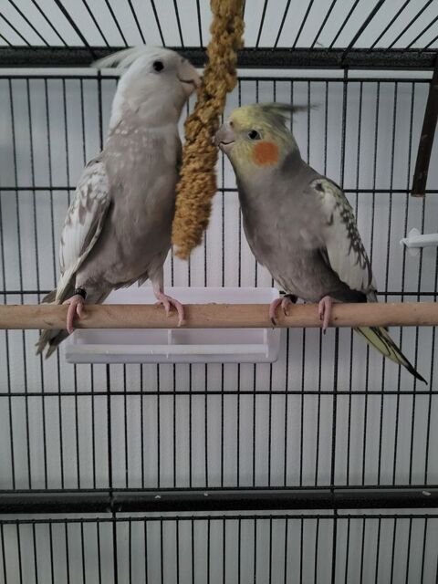 Couple perruche calopsitte EAM. 340 95240 Cormeilles-en-parisis
