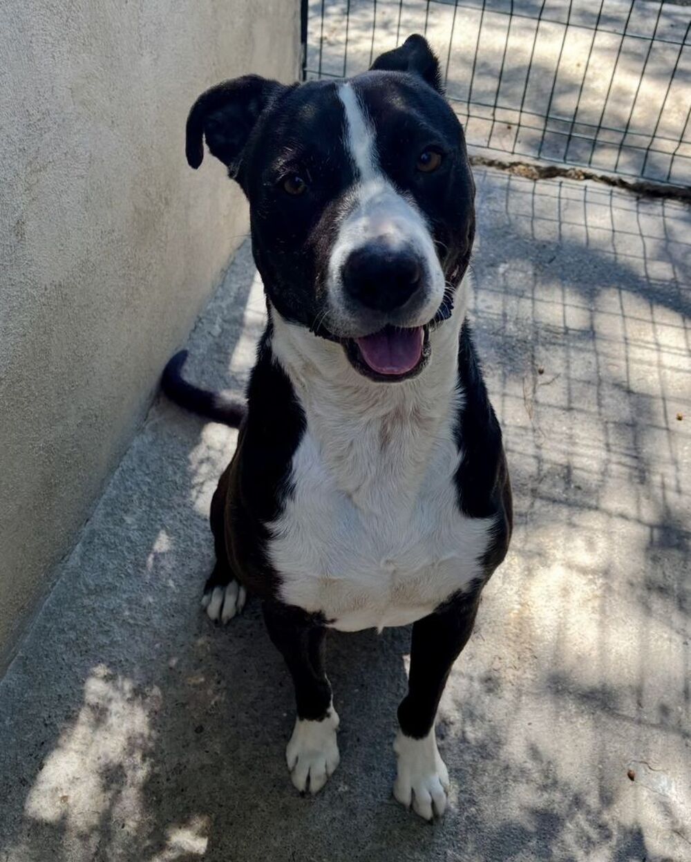   BADABOUM, croisé border collie, 2 ans 