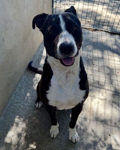 BADABOUM, crois&eacute; border collie, 2 ans 220 34500 Béziers