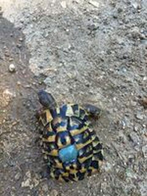   Tortue Herman  