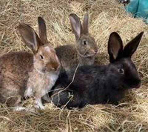  Lapins papillons  