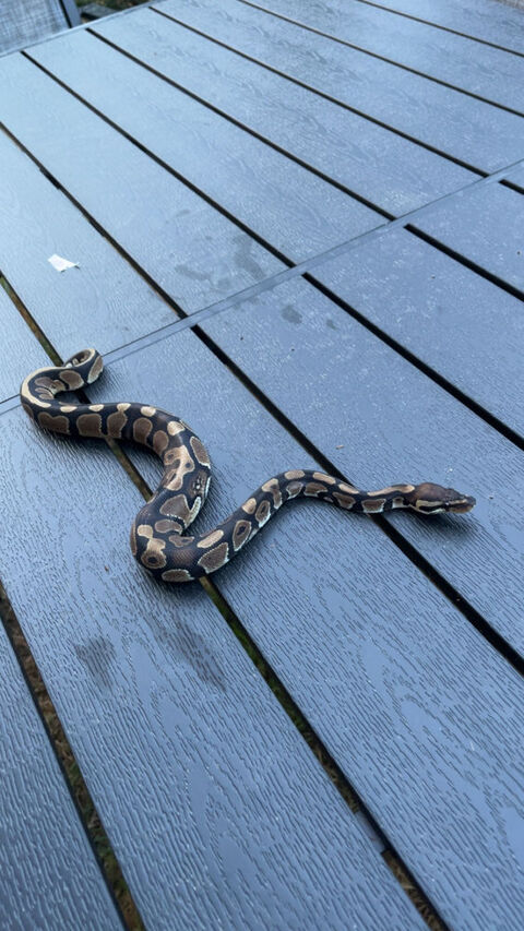 Python Regius Rambouillet (78)