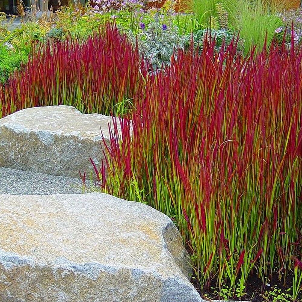 Gramin&eacute;es red baron Jardin