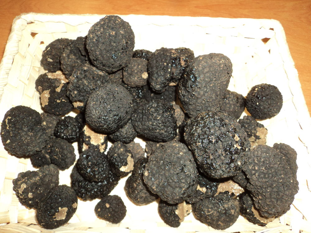 truffe de bourgogne
Cuisine