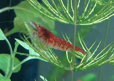 crevettes Neocaridina Davidi Red Cherry. 67390 Marckolsheim