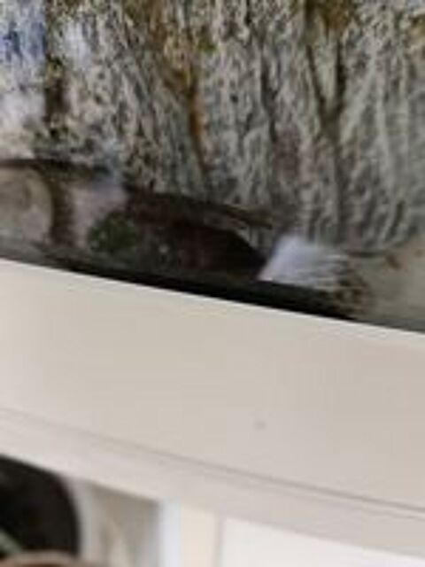   Poissons ancistrus  