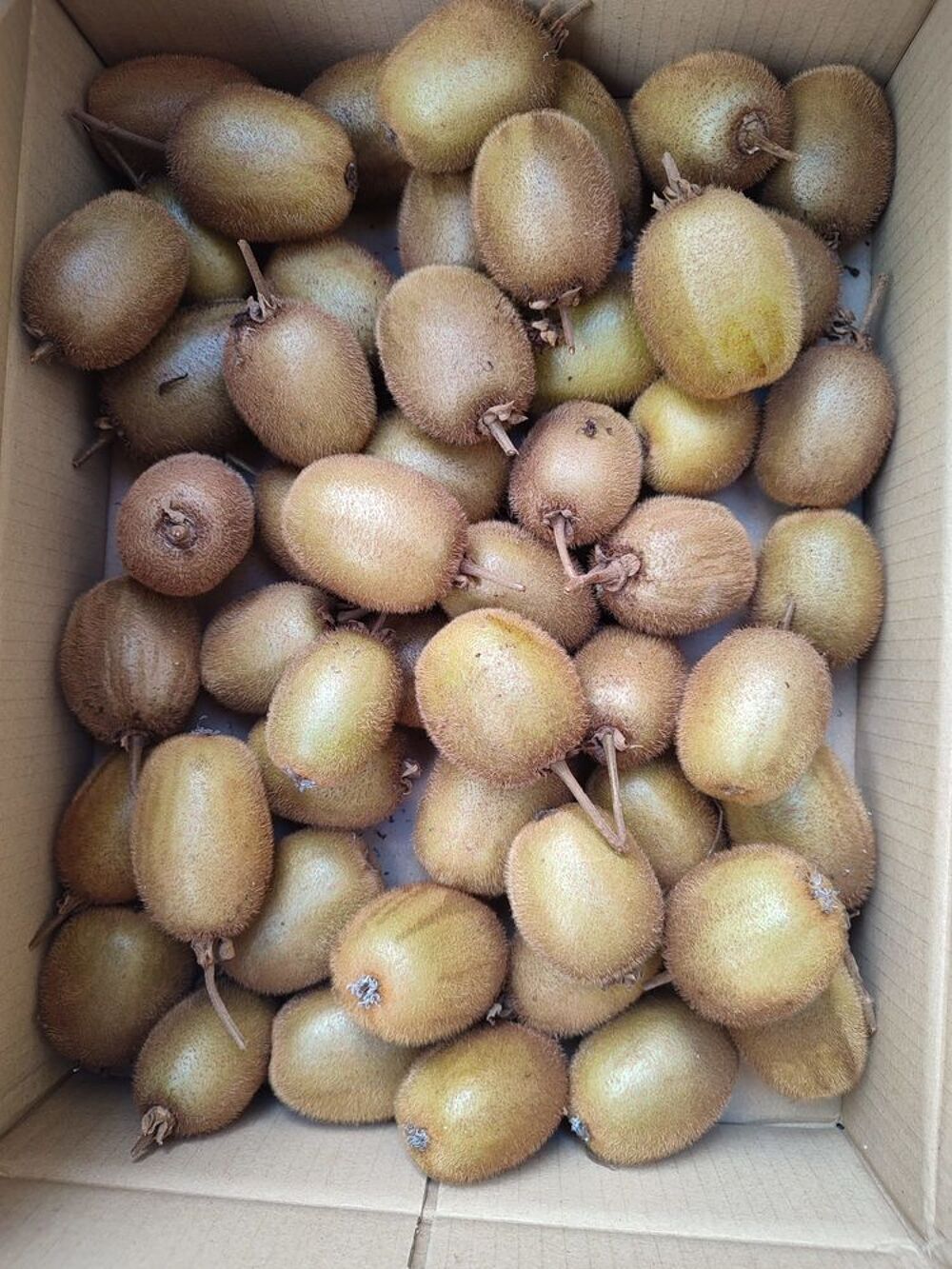 kiwis naturels Jardin