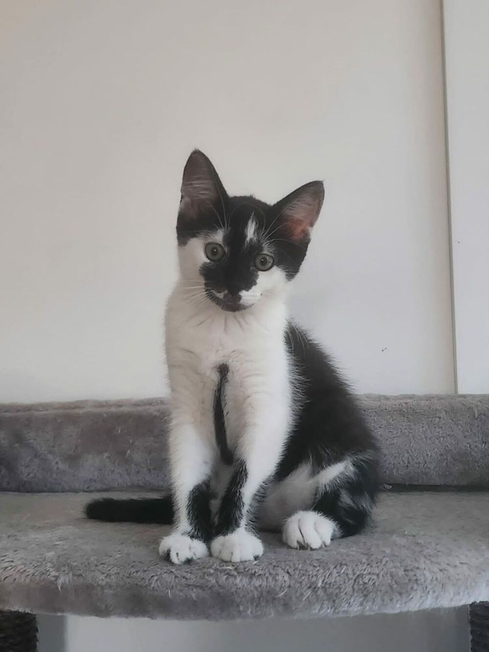   SUKI 