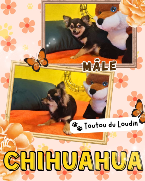 Chiot chihuahua m&acirc;le poils longs 500 18140 Pr�cy