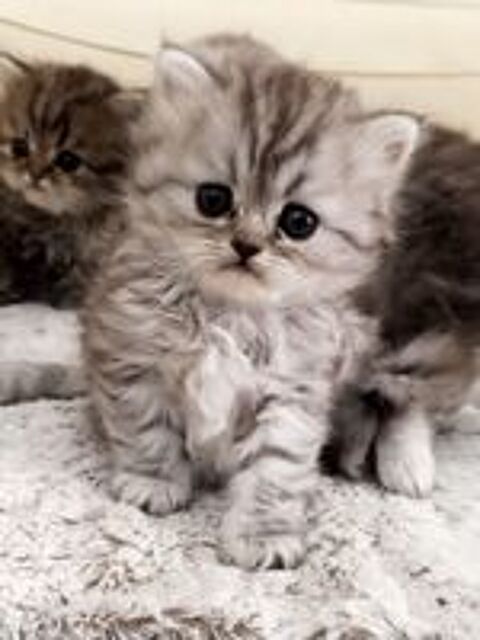   Chatons persans loof 