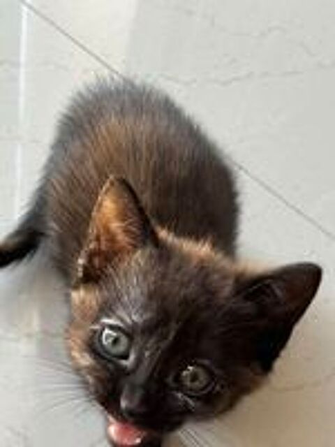   Donne chaton 